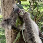  Powell Koala, Cleland Wildlife Park, SA.6